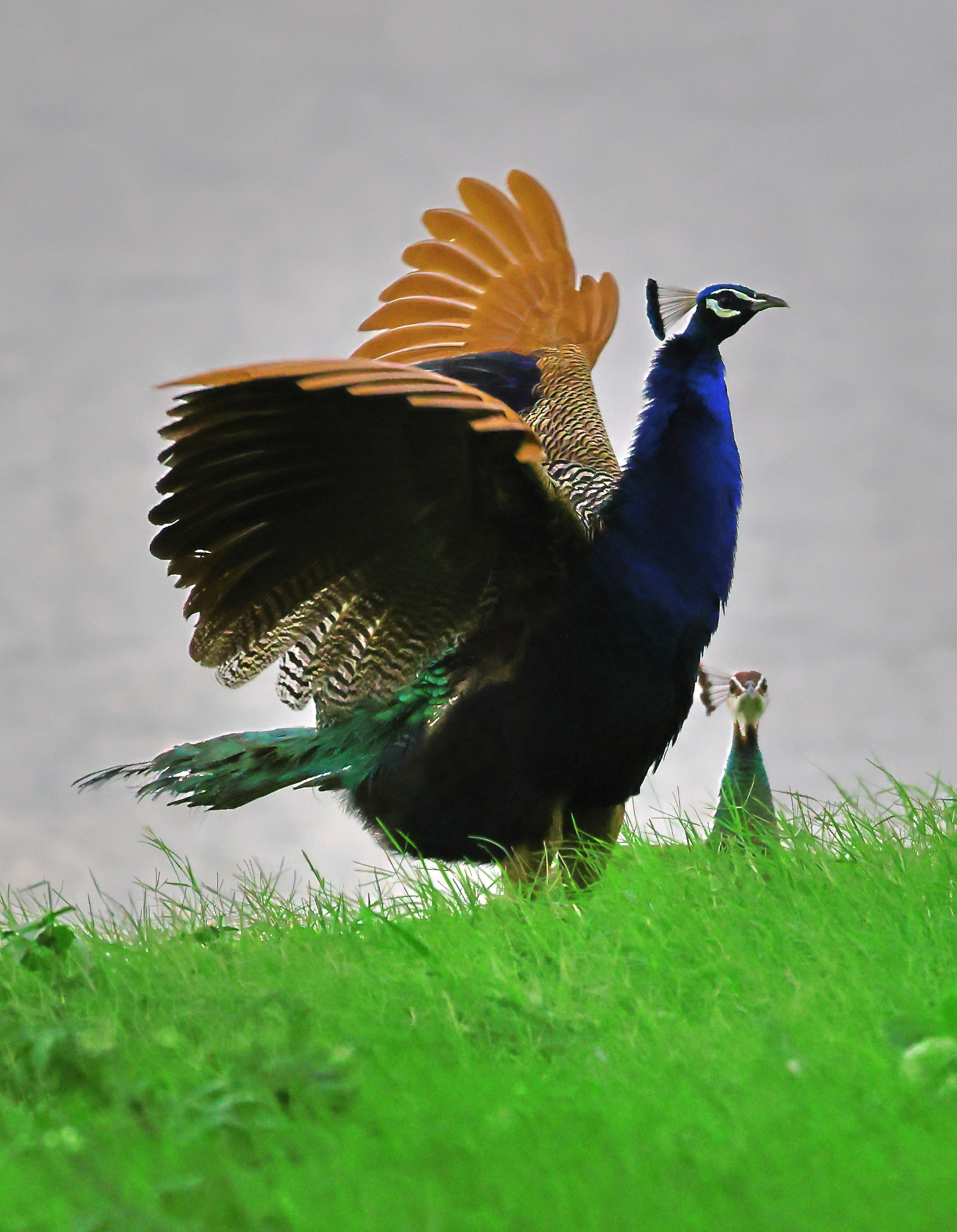 Indian peafowl mid-display