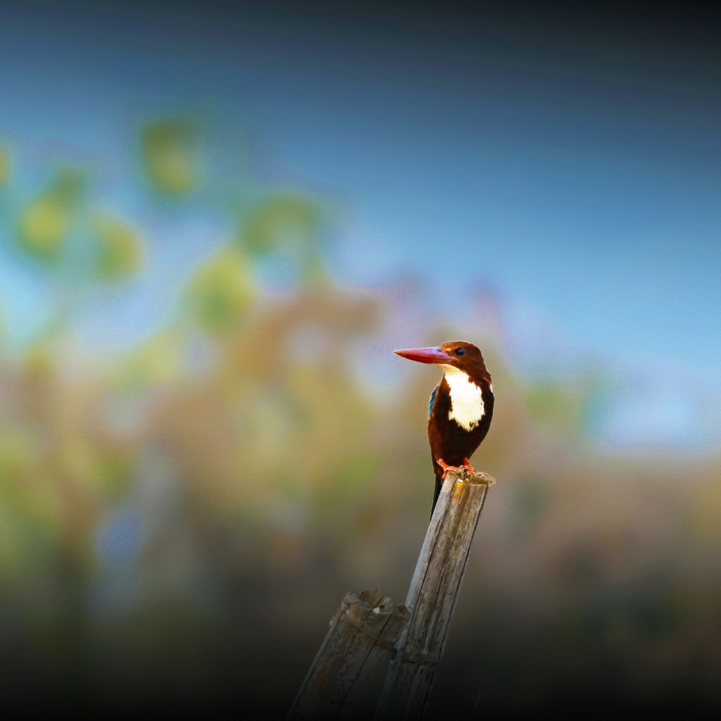 White-throated kingfisher on a perch