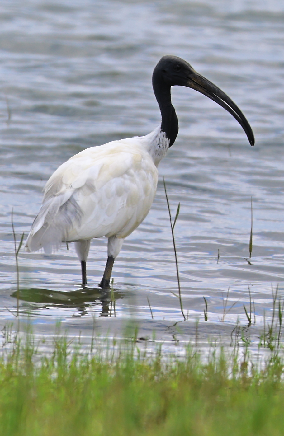 Black-headed ibis wading
