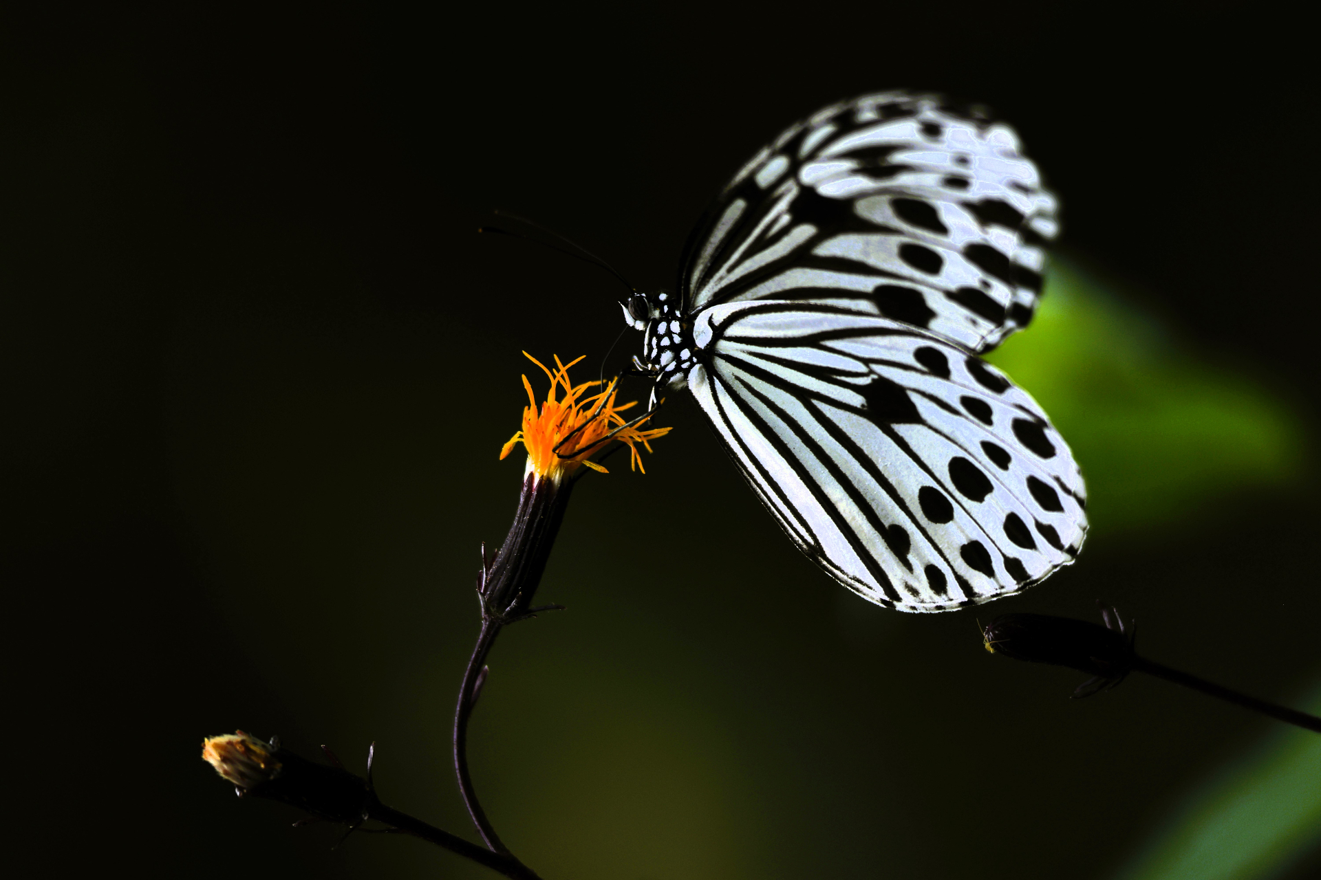 Paper kite butterfly on wildflower