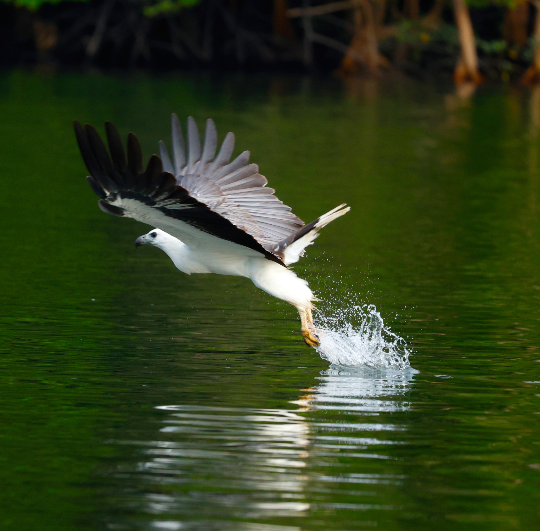White-bellied sea eagle taking off from water