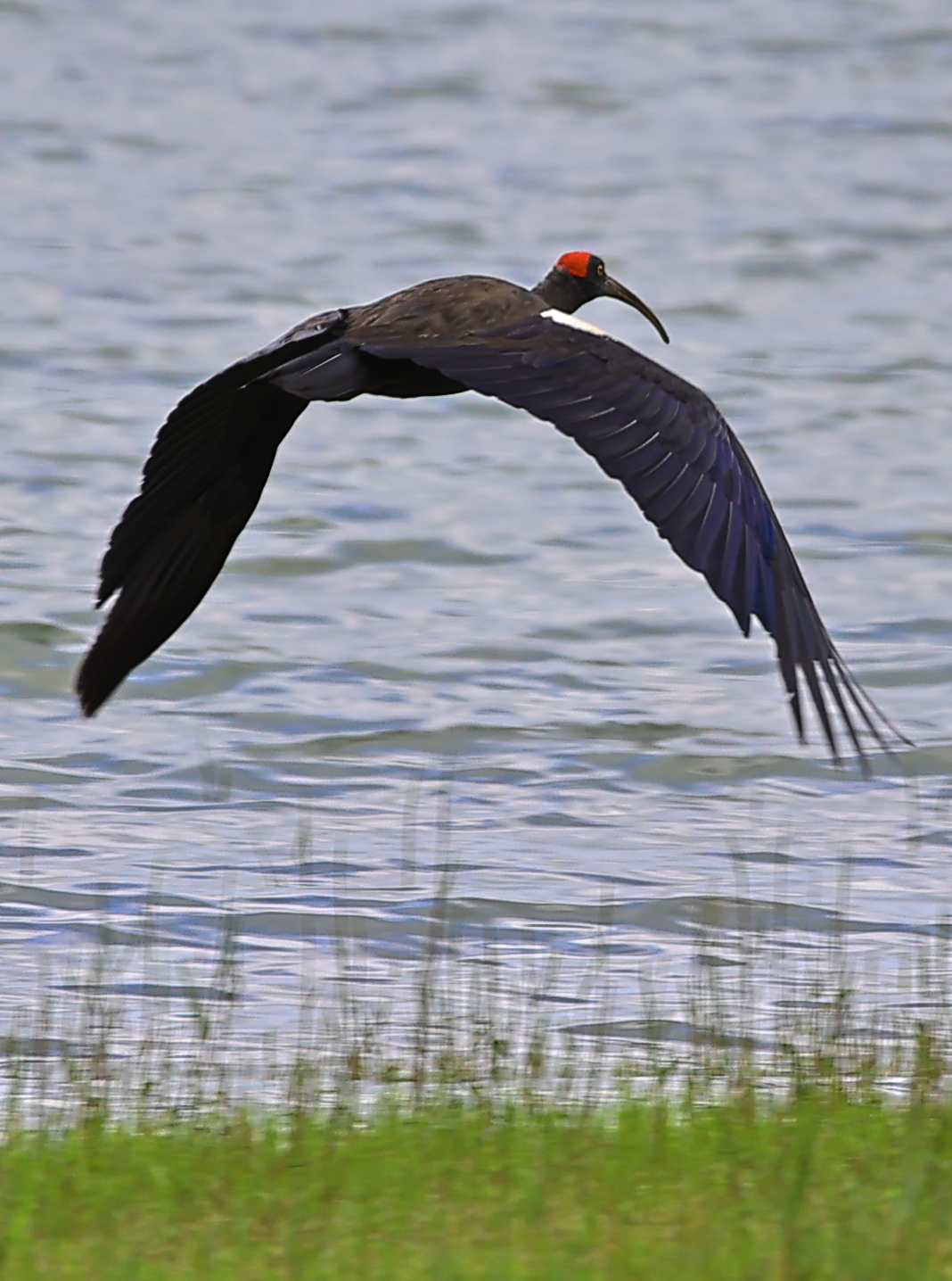 Red-naped ibis in flight